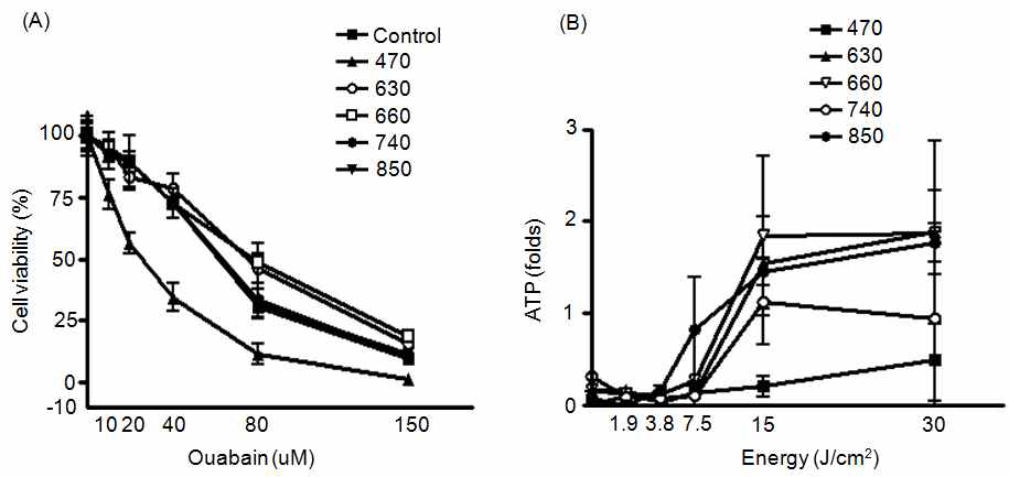 Ouabain 처리 후 4 시간 뒤 광조사에 따른 (A) 세포독성과 (B) ATP 활성도