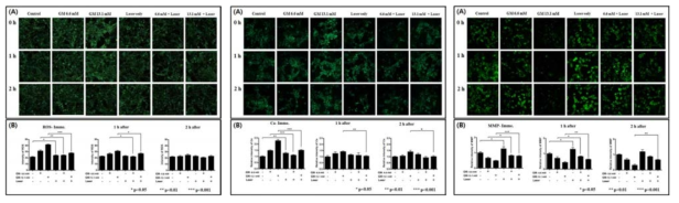 LLLT 이후 시간에 따른 세포 내 ROS(왼쪽)와 MMP(가운데), 칼슘이온(오른쪽)의 변화