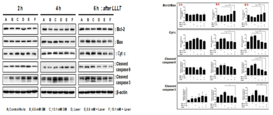 Apoptosis와 관련된 단백질들에 대한 Western blot(왼쪽) 결과와 통계적 분석을 위한 정량의 결과(오른쪽)