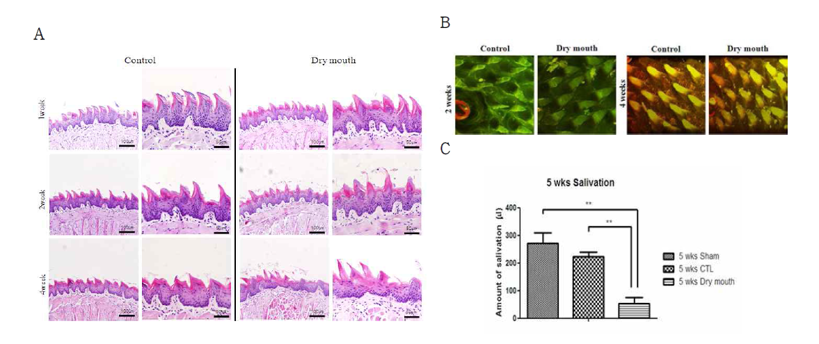 구강 건조증 모델의 세포 형태학적 변화 (A) 침샘 절제이후 나타나는 혀 표면의 손상 사진 (B) Two-photon을 이용한 손상모델에서의 표면 손상 사진 (C) 침샘 절제 이후 침 분비량