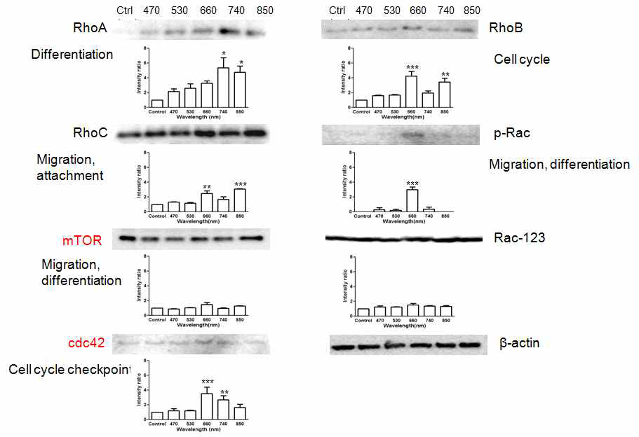 파장별 LED조사에 따른 Rho-GTPase 발현 Western blot 분석