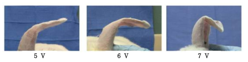 전압에 따른 연골 성형 정도의 변화 -전압이 증가할 수로 토끼의 in vivo auricular shape의 변화 증가