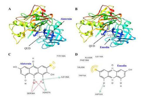 Molecular docking models for BACE1 inhibition of alaternin (A), emodin (B), and QUD. Ligand interaction diagram of alaternin (C) and emodin (D) in the active site of BACE1