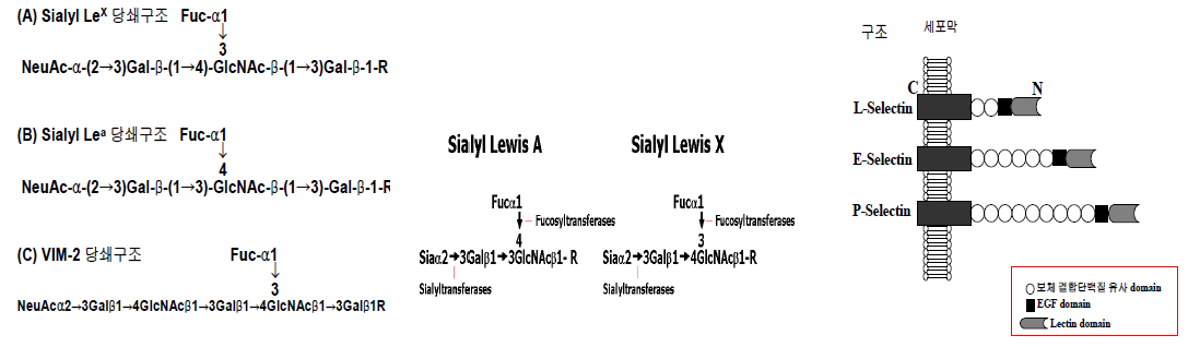 Sialyl 암당사슬항원 인식selectin들. R:3(4)Galβ1→4Glcβ1→1' ceramide 또는 protein