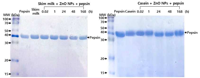 산화아연 나노물질과 단백질의 상호작용에 따른 위액 분해 효율(A, skim milk; B, casein)