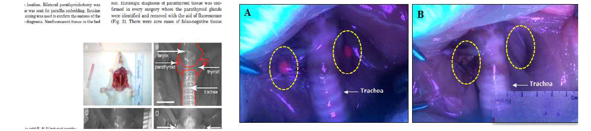 외과적 부갑상선전절제 동물모델 제작. 부갑상선조직에 특이적으로 염색되는 5-Aminolevulinic acid (5-ALA)와 xenon light source (380–440 nm)에 의한 감지시스템을 이용하여, 육안으로 구분하기 힘든 부갑상선조직을 선별, 외과적 절제방법을 통해 성공적으로 부갑상선절제 동물모델을 확립하였음 (Eur Arch Oto, 2012)