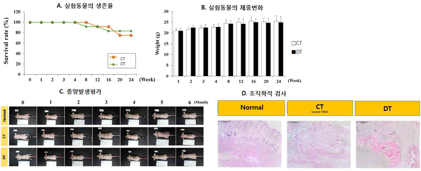 편도줄기세포 및 부갑상선분화 유도 편도줄기세포의 종양원성 검사 결과. 총 28 마리의 Nude mouse (CAnN-Cg-Fox1, 5주령, Male)를 이용함; – 대조군 (Normal group, 4마리) / 미분화편도줄기세포 이식군(CT group, 12마리) / 부갑상선세포 분화세포 이식군(DT group, 12마리)