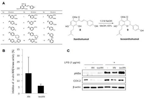 Xanthohumol과 isoxanthohumol의 비교