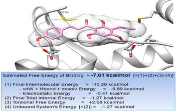 Molecular docking model