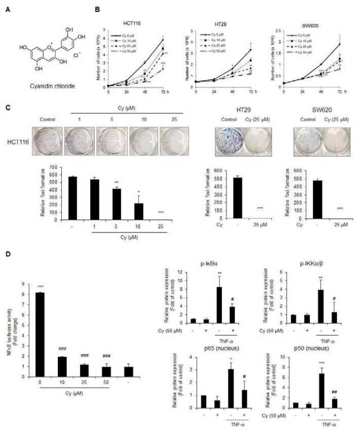 Cyanidin chloride의 NF-κB 신호전달 억제 및 대장암에 대한 항암 효과