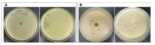 Dotting assay and pour plate assay of bacteriophages active against C. sakazakii ɸCS01(A) and B. cereus ɸBC01(B). Medium : A: BHI(Brain Heart Infusion), B: TS(Tryptic Soy), Sample : 10㎕(Dotting assay) and 100㎕(Pour plate assay)