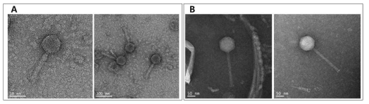 TEM images of C. sakazakii ɸCS01 (A) and B.cereus ɸBC01 (B) belong to the family Myoviridae. The phages were negatively stained with 2% (wt/vol) uranyl acetate and observed using TEM JEM-2100 (JEOL, Tokyo, Japan) at 200 kV