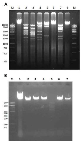 Agarose gel electrophoresis of restriction enzyme-digested phage DNA of ΦCS01(A) and Φ BC01(B). (A) M: 1kb ladder; lane 1: CS01 phage DNA; lane 2: EcoRⅠ; lane 3: EcoRⅤ; lane 4: HindⅢ; lane 5: BamHⅠ; lane 6: XhoⅠ; lane 7: SalⅠ; lane 8: KpnⅠ. (B) M: 1kb ladder; lane 1: ΦBC01 DNA; lane 2: EcoRⅠ; lane 3: EcoRⅤ; lane 4: BamHⅠ;　lane 5:　HindⅢ lane; 6: XhoⅠ lane 7: Sal Ⅰ