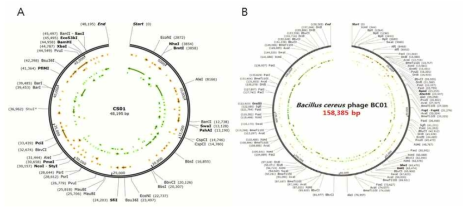 Gene map of the genome of C. sakazakii ФCS01 and B. cereus ФBC01