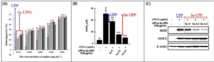 Reducing power of UPP and Se-UPPs with different concentrations (0.125-2.0 mg/mL) (A). Effect of Se-UPP on LPS-induced NO production in RAW 264.7 cells (B). Effect of Se-UPP on LPS-induced expression of iNOS in RAW 264.7 cells (C)