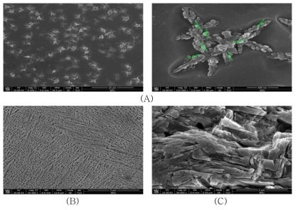 SEM images of diopside + 20TiO2 glass ceramics heat-treated at various temperature. (A) 860℃/2h, (B) 870℃/2h, (C) 890℃2h