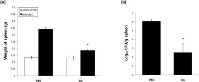 Effect of GA on bacterial proliferation in spleens of B. abortus-infected mice