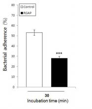 Effect of RGAP on the adherence of B. abortus to macrophages