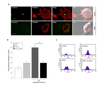 FACS analysis of the effect of RGAP on the phagocytosis of B. abortus by F-actin polymerization modulation