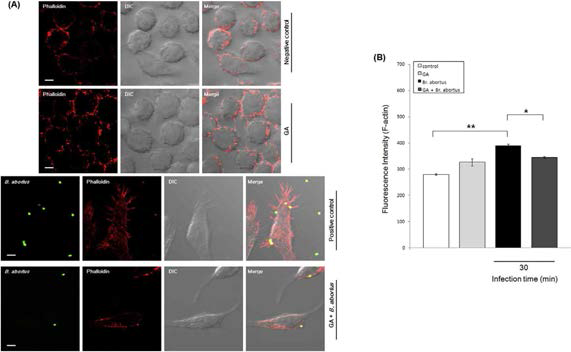 Effect of GA on F-actin modulation