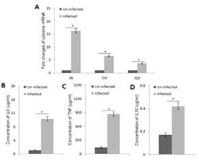 B. abortus strongly induces pro-inflammatory cytokine production