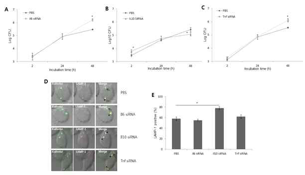 Important roles of pro-inflammatory cytokines in bactericidal activity