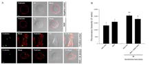 Effect of RGO on F-actin polymerization in RAW 264.7 cells