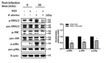 Effect of RGO on intracellular signaling in RAW 264.7 cells