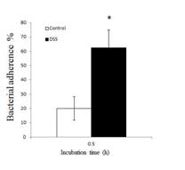 Effect of DSS on the adherence of B. abortus to HeLa cells