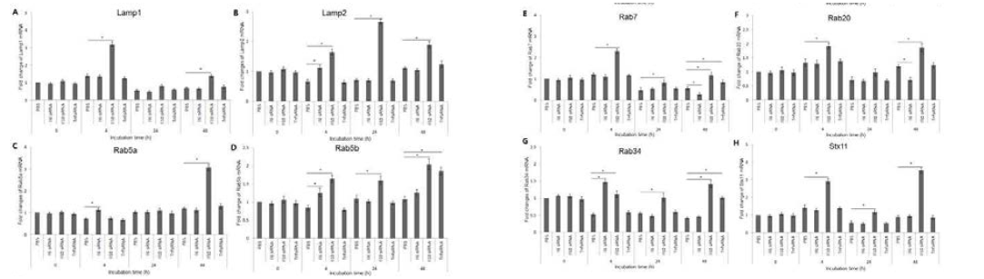 IL-10 plays a virtual role in regulation of membrane-trafficking protein expression