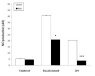 Effect of RGO on NO production in RAW 264.7 cells