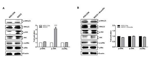 Effect of nocodazole on the activation of MAPKs in macrophages