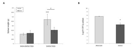 Effect of nocodazole on B. abortus proliferation in the spleens of mice