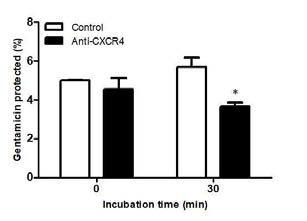 Effect of chemokine receptor 4 (CXCR4) neutralization in the uptake of Brucella into bone marrow-derived macrophages