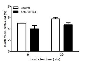 Effect of chemokine receptor 4 (CXCR4) neutralization in the uptake of Brucella into RAW 264.7