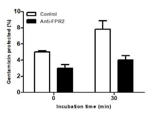 Effect of formyl peptide receptor 2 (FPR2) neutralization in the uptake of Brucella into RAW 264.7