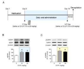 매생이 추출단백질에 의한 해마 BDNF 및 CaMKII 인산화. 2주간의 매생이 추출단백질 경구투여(10 or 20 mg/kg)는 해마 BDNF 발현(A) 및 CaMKII 인산화(B)를 유의적으로 증가시켰음