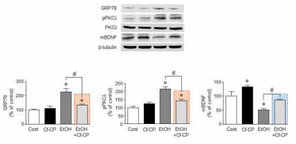 매생이 추출단백질이 대뇌 해마 뇌신경성장인자(BDNF), PKC 인산화 효소 및 GRP78 발현에 미치는 영향. 매생이 추출단백질은 대뇌 해마에서 알코올 투여에 따라 증가한 GRP78 발현 및 PKC 인산화를 유의적으로 감소시킨 반면, 뇌신경성장인자(BDNF)의 발현은 증가시켰음