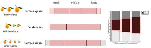 실험 조건별 세션 1에서 자극물의 제시 순서 및 이에 따라 형성되는 자극물 크기 판단 기준 (Criterion)의 비교