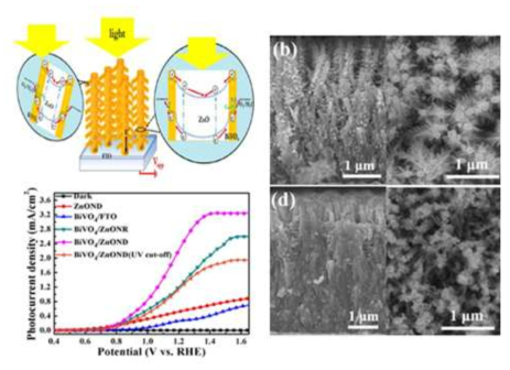 BiVO4/ZnO 나노덴트라이드 구조의 광전기화학 평가 결과 및 전자현미경 사진