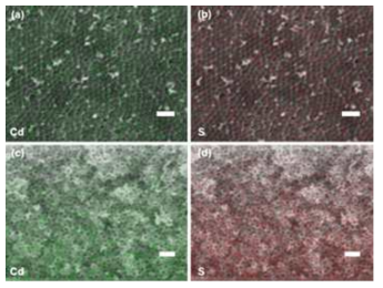 CdS 나노 입자가 코팅된 역전된 오팔 TiO2 전극의 Energy-dispesive X-ray spectroscopy (EDX) mapping 결과