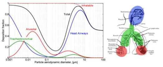 ICRP 침전모델로 예측한 호흡할 때 총, 부분별 에어로졸 침전 양