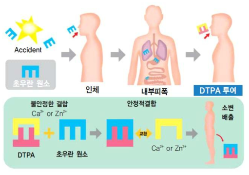 DTPA약제의 방사성핵종 배출 약리작용