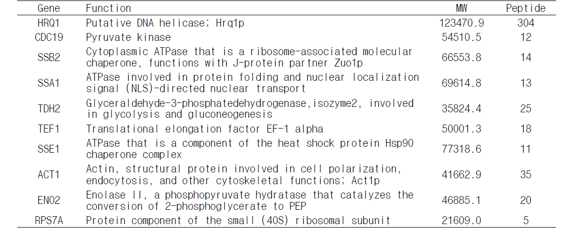Hrq1과 같이 TAP 정제되는 단백질의 동정