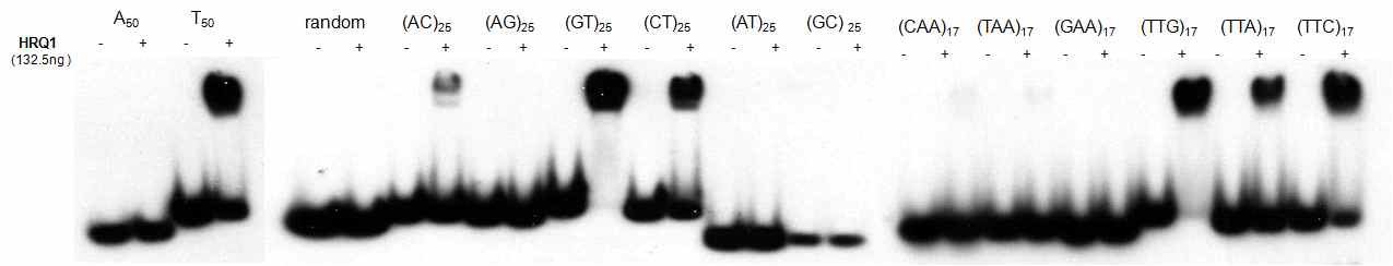 텔로미어와 유사한 반복서열에 대한 Hrq1의 결합 활성
