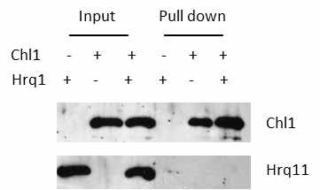 Hrq1과 Chl1 사이의 pull- down assay