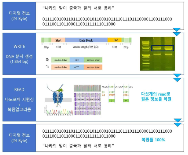 대표 성과 – 42Byte 의 정보를 1,854bp 길이의 DNA에 저장/복원