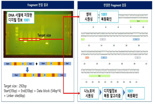 성과 - 실험을 통하여 DNA에 정보를 쓰고 고유의 방법으로 읽을 수 있음을 확인