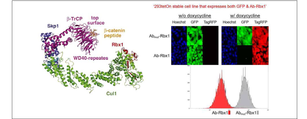 Rbx1에 nanobody를 접합한 synthetic E3 ligase에 의한 핵과 세포질에 존재하는 GFP 분해. Rbx1은 E3 ligase complex의 E2 conjugating 효소에 직접 결합하는 단백질임. Rbx1에 GFP를 인지하는 nanobody를 붙인 Ab-Rbx1 synthetic E3 ligase가 핵 및 세포질에 존재하는 GFP를 없애는 결과를 microscopy와 FACS 분석을 통해서 증명함. Ab-Rbx1을 발현하는 세포는 TagRFP를 동시에 발현함. Abmut-Rbx1은 GFP를 인지하지 못함. GFP depletion 정도는 50-fold 임, 즉 98-99%의 GFP 단백질을 Ab-Rbx1 synthetic ligase를 통해서 분해시킴