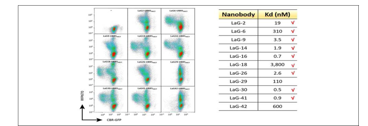Synthetic HECT-E3 ligase 활성에 필요한 nanobody affinity 조사. 서로 다른 affinity를 갖는 GFP nanobody와 synthetic ligase 활성 관계. Synthetic E3 ligase activity에 sub-uM의 Kd를 갖는nanobody 정도면 충분함. 이는 일반적인 항체의 Kd가 nM 정도임을 고려할 때, 비교적 쉽게 필요한 nanobody를 얻을 수 있음을 제시함